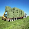 Alfalfa Hay/ Lucerne Hay In Bales/Timothy Hay