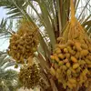 Organic Dried Fruit Red Ajwa Dates / Date Fruit Price !!