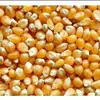 Dry Maize/Dried Yellow Corn/Dried Sweet Corn Best Price