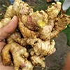 Fresh Ginger/Indian ginger/Fresh Vegetables!
