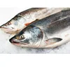 Frozen Seafood /Horse Mackerel/Fish Supplier Available..