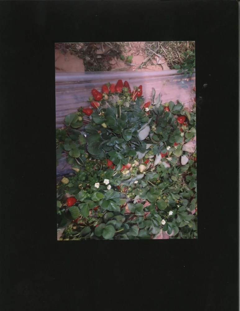 
Egyptian red strawberry 