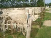 Dry Limed Cow Hide Splits