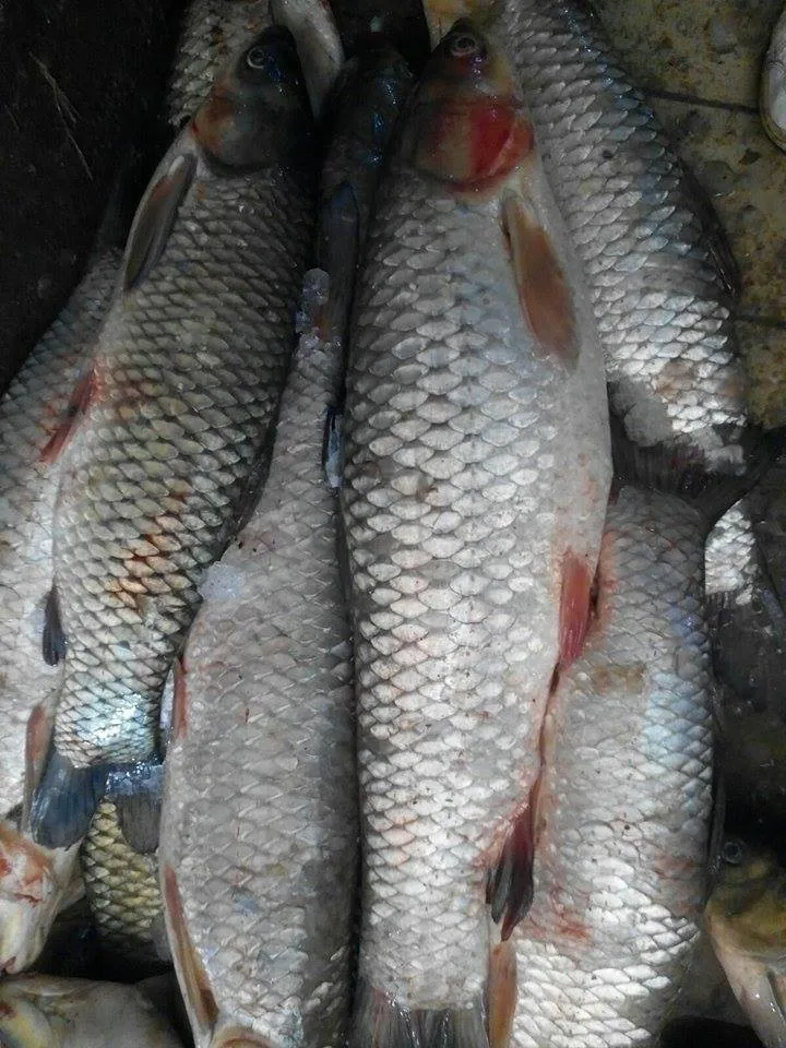 Segar Perak Ikan Mas Ikan Air Tawar Buy Asian Carp Fish Carp Fishing Pva Koi Carp Product On Alibaba Com