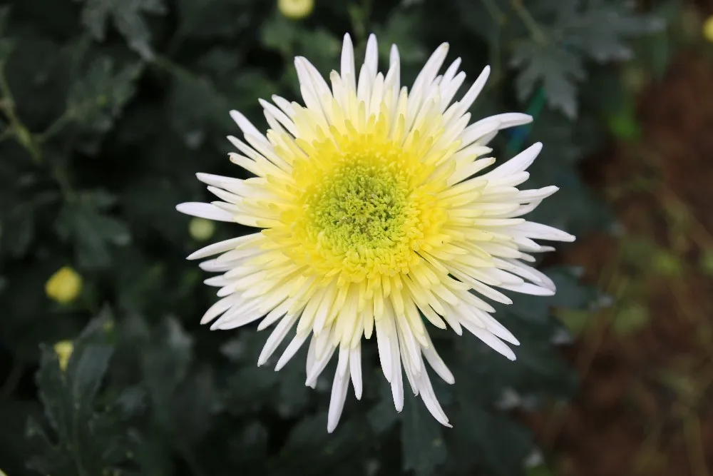 Chrysanthemum Wholesale Fresh Cut Flower Cheap Buy Fresh Cut Flower