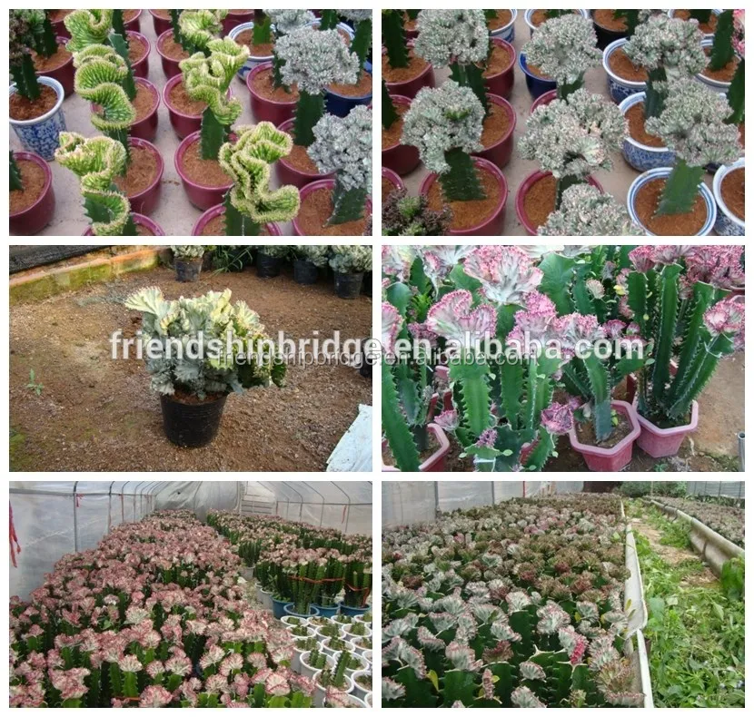 Cactus Nursery Wholesale Varieties Echinopsis Tubiflora Mini Bonsai
