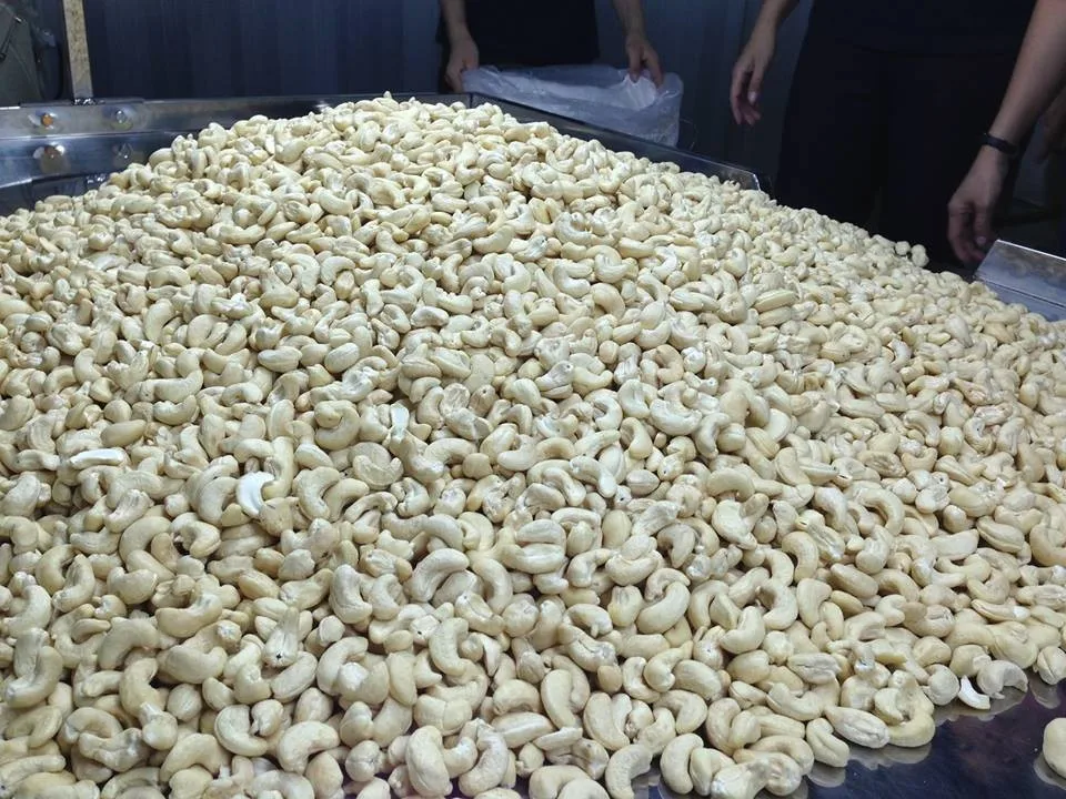 TOP QUALITY CASHEW NUT FROM PHALCO VIETNAM JSC