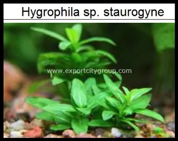 Tanaman Air Hidup Hygrophila Sp Staurogyne Buy Hidup Aquarium