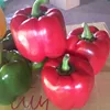 DA LAT FRESH CAPSICUMS / SWEET PEPPER