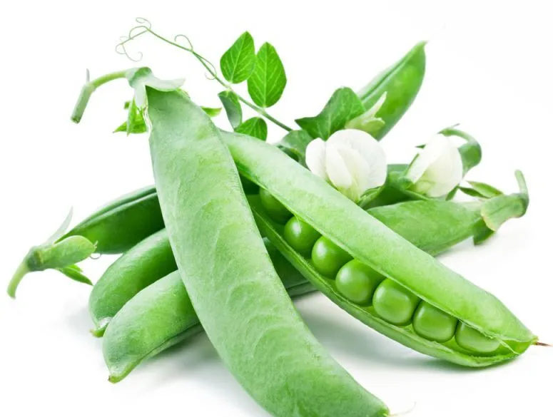 Euroseeds Магазин Семян
