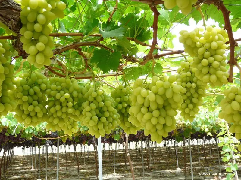 Fresh Superior Seedless Sugraone Grapes - Buy Fresh White Seedless ...