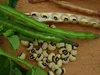 BEANS FOR SOWING