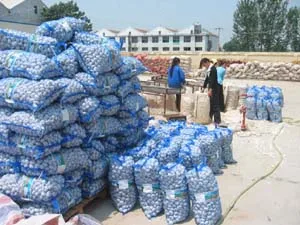 Putih Bawang Putih/Bawang Putih Segar/Ukuran Besar Bawang 