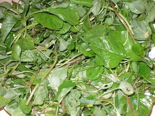 Fresh Arakkeerai/amaranthus Tricolor Leaves/thotakura/koyagura/chauli ...