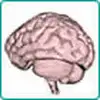 The computer program for individual optimization of work of a brain by means of a color stream.