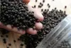 Good Black Pepper 100% natural processed in vietnam from Phalco Brand(Skype: phalco.kate)
