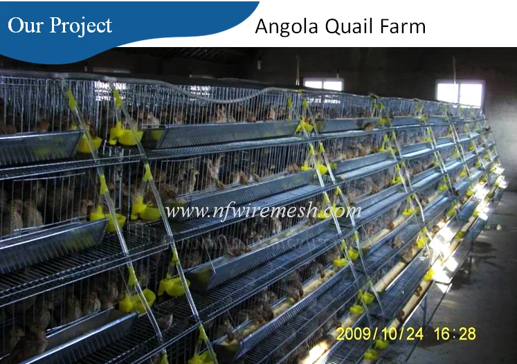Agricultural Equipment Layer Quail Cages For South Africa Bird Cage For