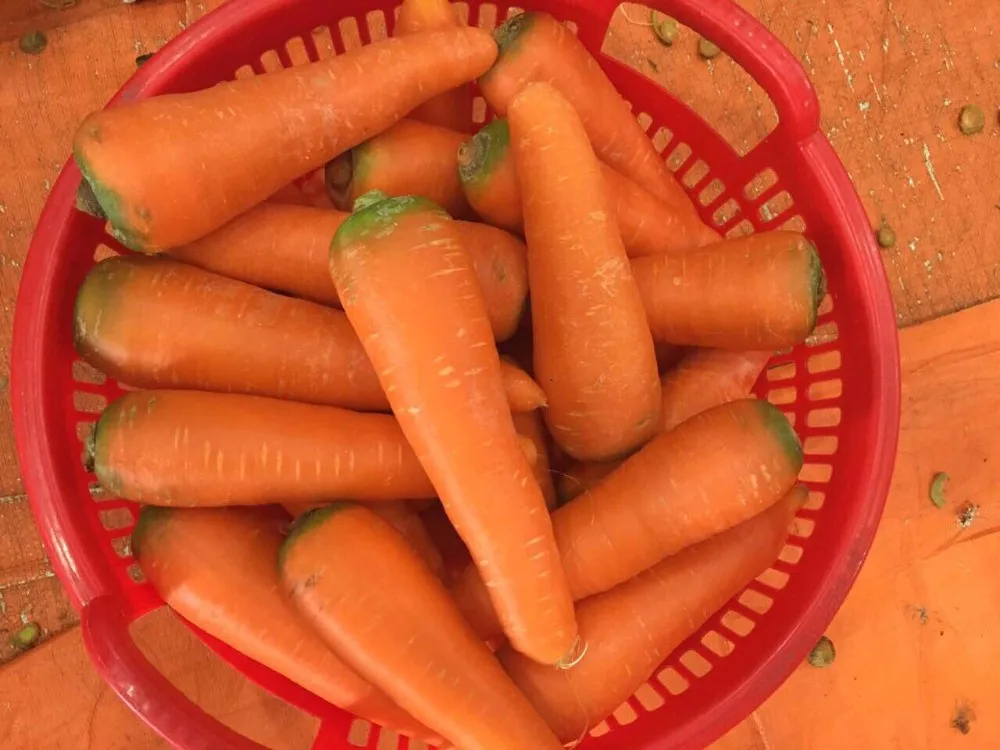 FRESH CARROT NEW CROP Red Orange HACCP Certified 10cm 10kg (Tel/Whatsapp/Viber/Kakao Talk 0084 989 322 607)