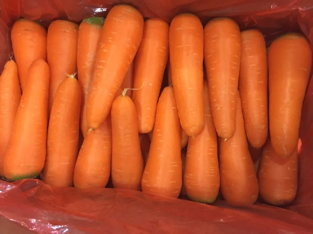 FRESH CARROT NEW CROP Red Orange HACCP Certified 10cm 10kg (Tel/Whatsapp/Viber/Kakao Talk 0084 989 322 607)