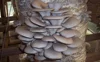 Oyster Mushrooms