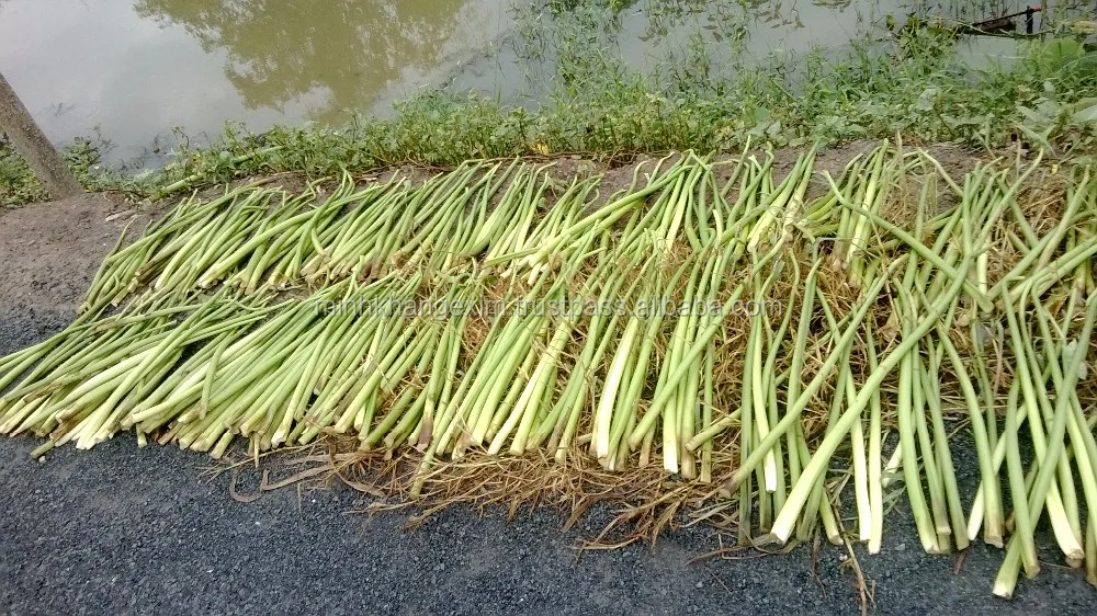Water Hyacinth Fiber _ Qiu Qiu 2598494113 Buy Dried Water Hyacinth