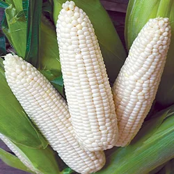 White Corn Price Of For White Corn