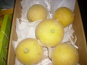 fresh egyptian melon high quality a