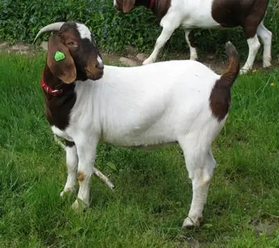 Козы живым весом. Пакупим коза живой брянский за мяса. Козы живым весом. Козы живым весом. Зааненские козы племенные хозяйства.