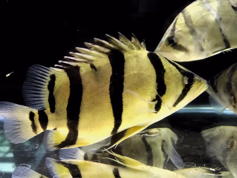 rare aquarium fish