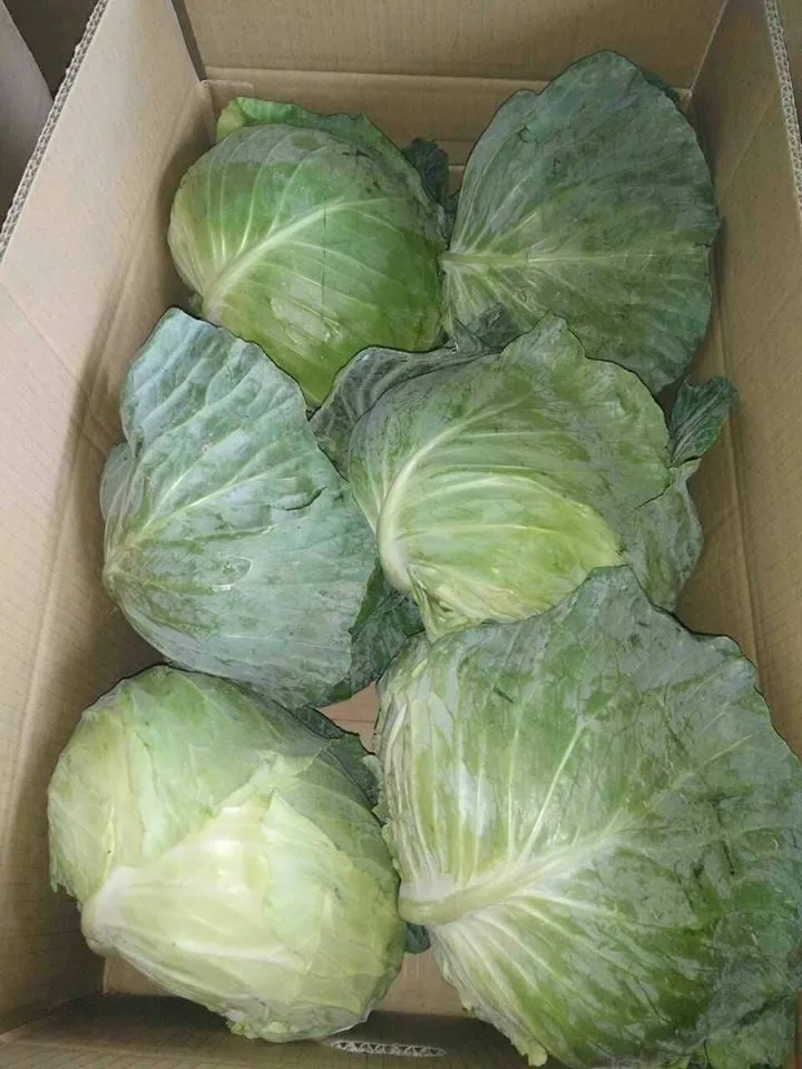 Fresh Cabbage For Malaysia Market / +84963818434 Whatsapp,Kakaotalk