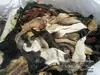 BEST QUALITY WET SALTED COW HIDES AND COW HEAD SKIN