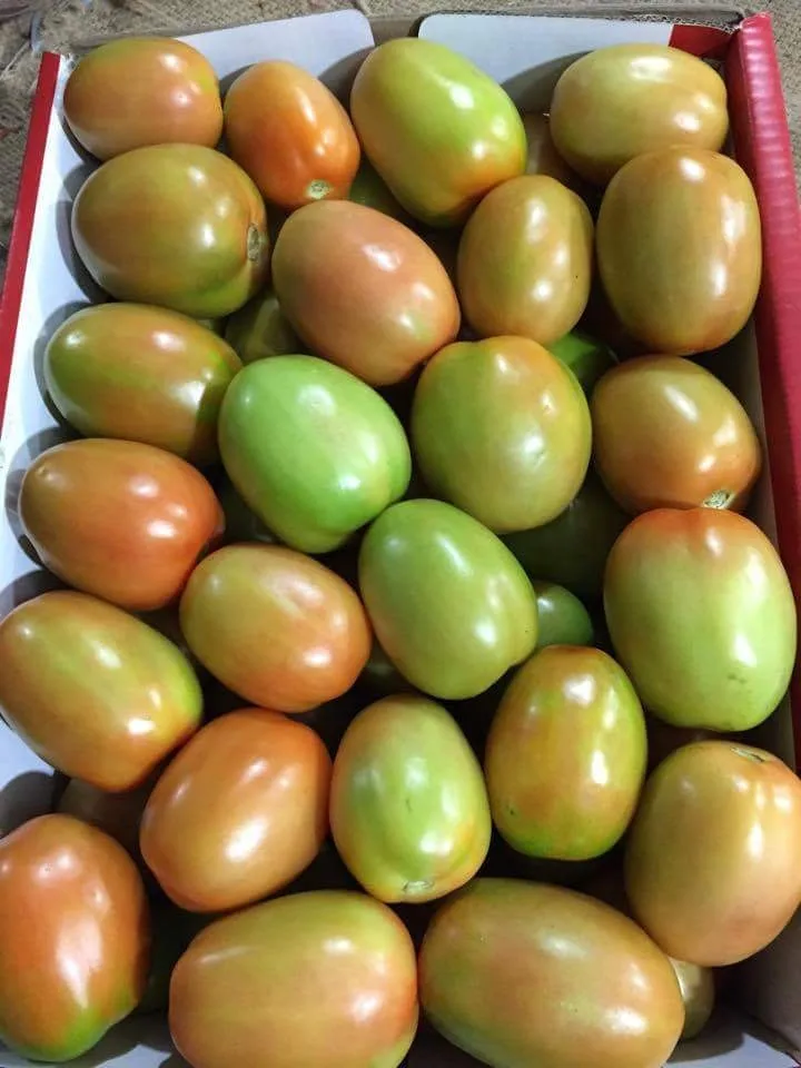 Fresh Tomatoes From Vietnam Buy Fresh Green Tomatoes,Farm Fresh