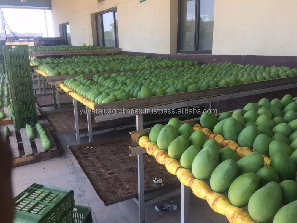 Fresh Banganapalli Mango From India Buy Fresh Badami Mangoes