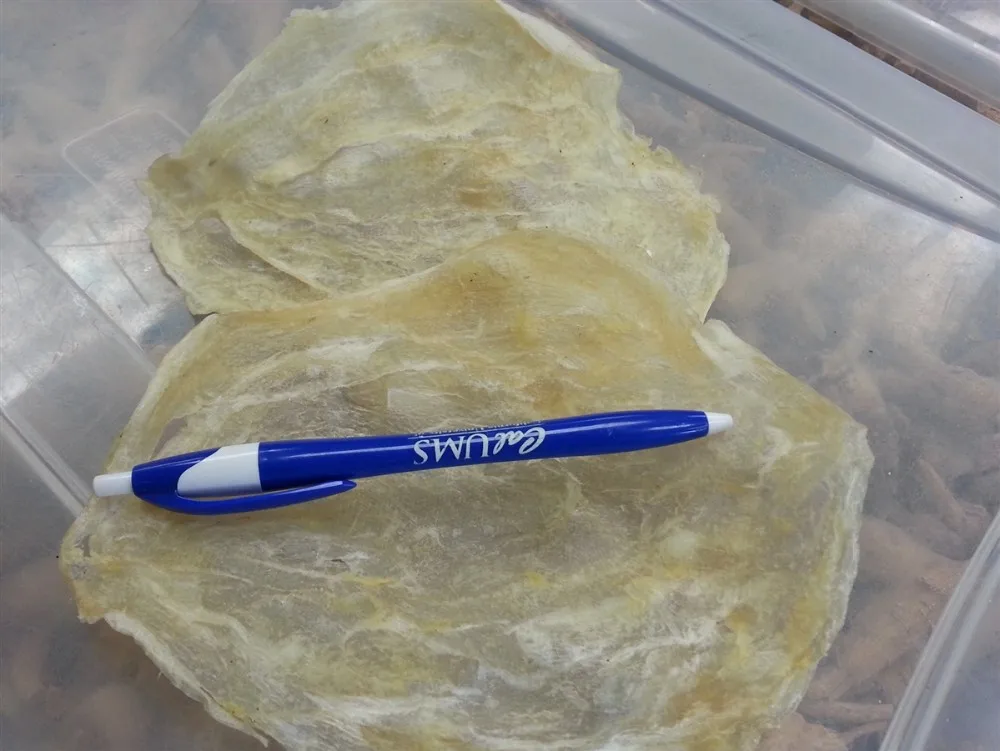 fish maw / swim bladder/gas bladder whatsapp:  84-845-639-639