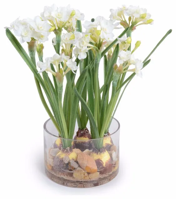 Paperwhite Flower Narcissus Tazetta Bulbs Buy Bunch Flowered Narcissus Bulbs Chinese Sacred Lily Bulbs Daffodil Bulbs Product On Alibaba Com