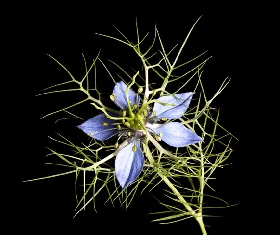 生黑小茴香种子 kalonji 黑色 caraway baraka 种子批发散装 piur