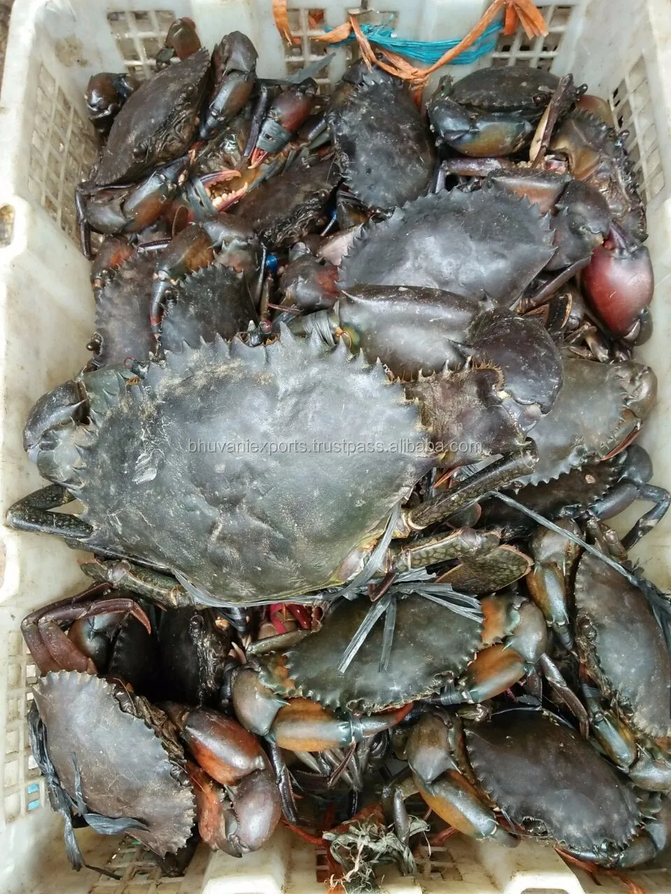 Live Mud Crab/live Seafood/green Mud Crab! - Buy Live King Crab,Mud