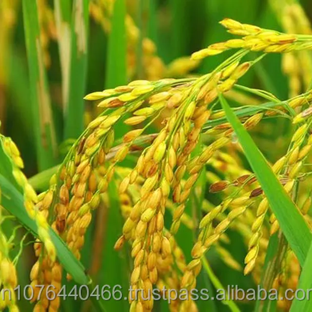 riz/reis/arroz/rice long grain -email: adina.vilaconic@gmail.