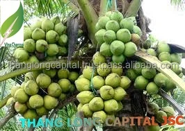 Vietnam coconut tree_new.jpg