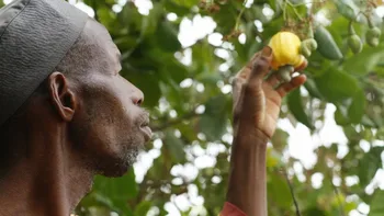 Káº¿t quáº£ hÃ¬nh áº£nh cho ghana cashew