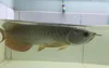 Blue Base Golden Head Fish Exporter