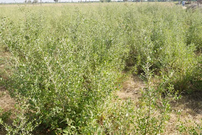 Sojat Henna Leaves.jpg