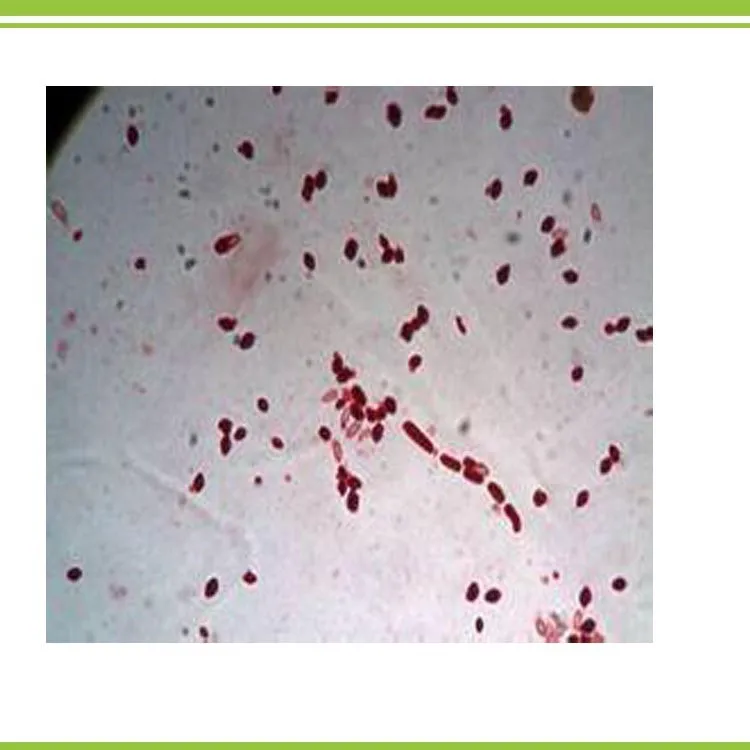 Bacillus Thuringiensis