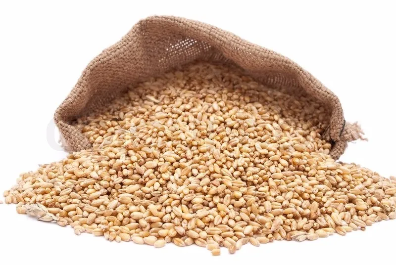 High Quality Wheat Available For Sale Buy Organic Wheat,Wheat,Wheat