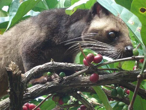 ventura organic indonesia wild kopi luwak coffee