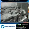 Frozen Yellow Fin Tuna Whole Round at Cheap Price