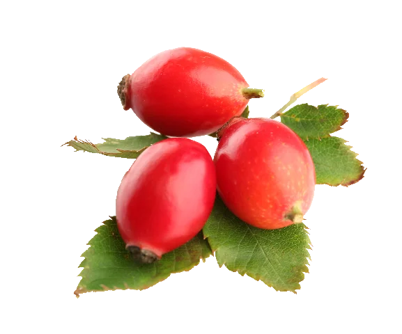 Картинка шиповник на белом фоне