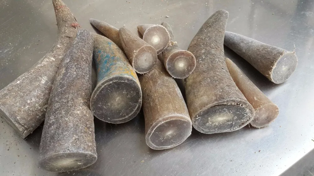 Cow / Ox Horn Tips For Sale From 10 Cm To 30 Cm Buy Cow Horn Tips