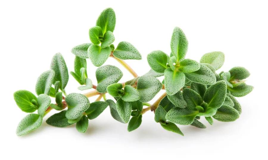 Thyme Oil (thymus Vulgaris) - Buy High Quality Of Thyme Essential Oil  Product on Alibaba.com