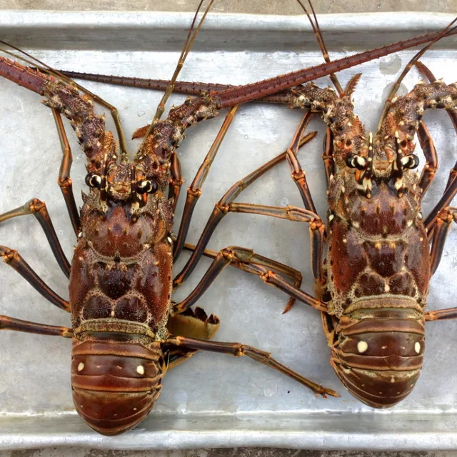 argus spiny lobster